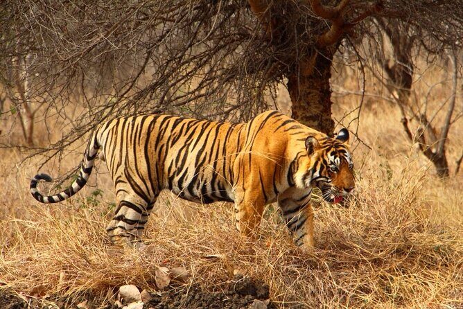 4-Day Private Ranthambhore Tiger Tour Including Delhi, Agra and Jaipur - Final Thoughts: Who Will Love This Tour?