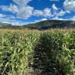 4 Days Canadian Rockies Fall/Spring Tour - Exploring the Route: A Day-by-Day Breakdown