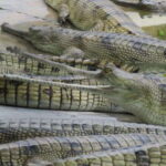 4 Days Chitwan Jungle Tour with 1 Night Jungle Tower stay - What’s Included and What to Consider