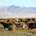 4 Days Tour: Central Mongolia - Final thoughts