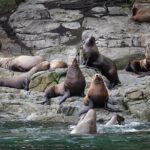 4 hour Covered Boat Whale and Wildlife Tour - An In-Depth Look at the 4-Hour Covered Boat Whale and Wildlife Tour