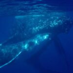 4-Hour Makena Whale Watch Tour - Why This Tour Offers Real Value