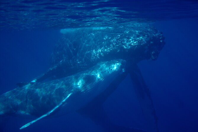 4-Hour Makena Whale Watch Tour - Why This Tour Offers Real Value