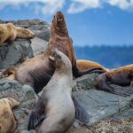 4 Hour Morning Whale Watching Tour - An In-Depth Look at the 4-Hour Whale Watching Tour