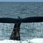 4-Hour Wildlife and Coastal Tour in Juneau, Alaska - Why We Think It’s a Great Value