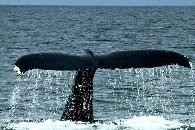 4-Hour Wildlife and Coastal Tour in Juneau, Alaska - Why We Think It’s a Great Value