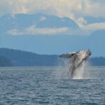 4 hour Zodiac Whale and Wildlife Tour - Who Will Love This Tour?