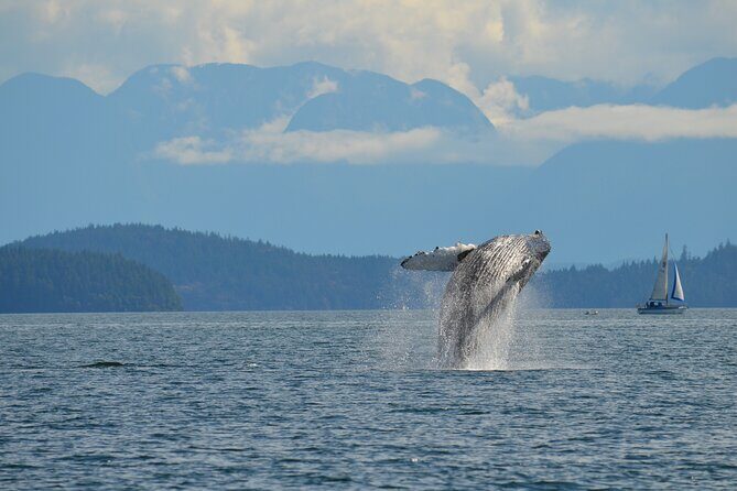 4 hour Zodiac Whale and Wildlife Tour - Who Will Love This Tour?