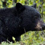 5.5-Hour Jasper Wildlife and Waterfalls Tour with Maligne Lake Cruise from Jasper - Practical Tips for Making the Most of Your Tour