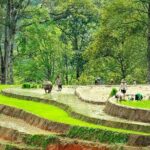 5-Day North Vietnam: Hanoi -Halong Bay -Ninh Binh-Sapa from Hanoi - Practical Insights and What to Expect