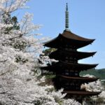 5-Day ONE WAY Bus to North Hyogo from Fukuoka to Hiroshima - Who Will Love This Tour?