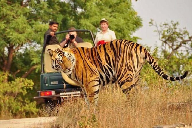 5-Day Private Delhi, Agra and Jaipur with Ranthambhore Tiger Tour From Delhi - Transportation and Comfort