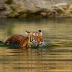 5 Day Private Tour of Tigers, Taj Mahal and Palaces from Cochin - The Value of This Tour