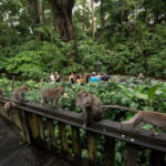 5 Days Bali Tour Nature, Culture & Adventure - Authentic Encounters and Cultural Highlights