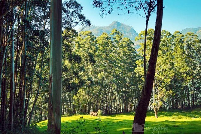 5 Days Budget Kerala Tour Packages by Sanguine Holidays - Why This Tour Offers Good Value