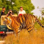 5 Days Golden Triangle Tour with Ranthambore Delhi Agra Jaipur - The Value and Experience