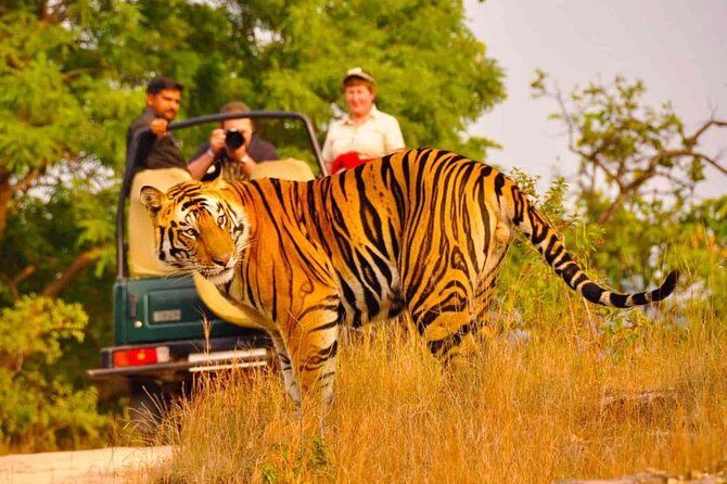 5 Days Golden Triangle Tour with Ranthambore Delhi Agra Jaipur - The Value and Experience