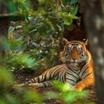 5 Days Golden Triangle with Ranthambore Tiger Safari - Who Is This Tour Best For?