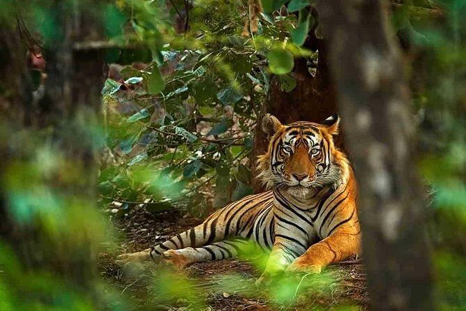 5 Days Golden Triangle with Ranthambore Tiger Safari - Who Is This Tour Best For?