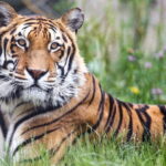 5 Days Golden Triangle With Ranthambore Wildlife - Why This Tour Works for You