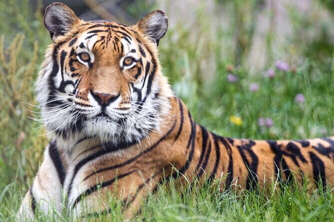 5 Days Golden Triangle With Ranthambore Wildlife