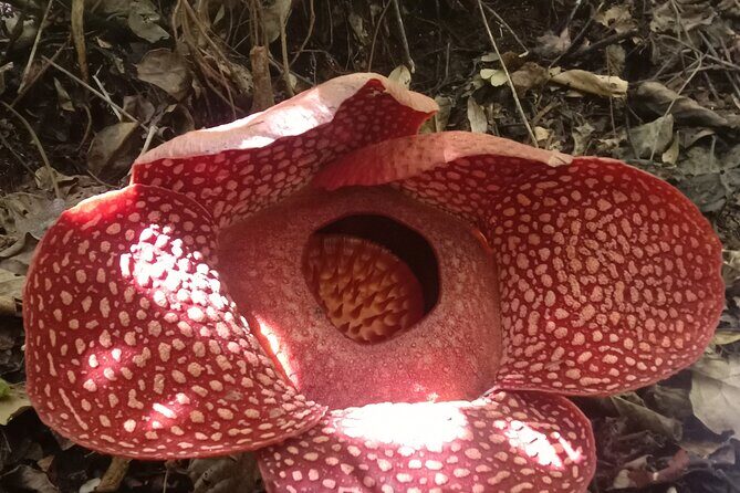 5-Days Private Tour in West Sumatera - Why This Tour Offers Great Value