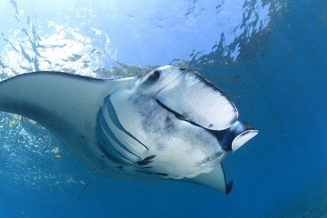 5 Fun Dives in Nusa Lembongan (for certified divers) - Swim with a Mola Mola - In-Depth Breakdown of the Dive Experience