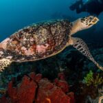 5 Fun Dives in Pemuteran (for certified divers) - Exploration in Menjangan Park - Why Divers Keep Coming Back