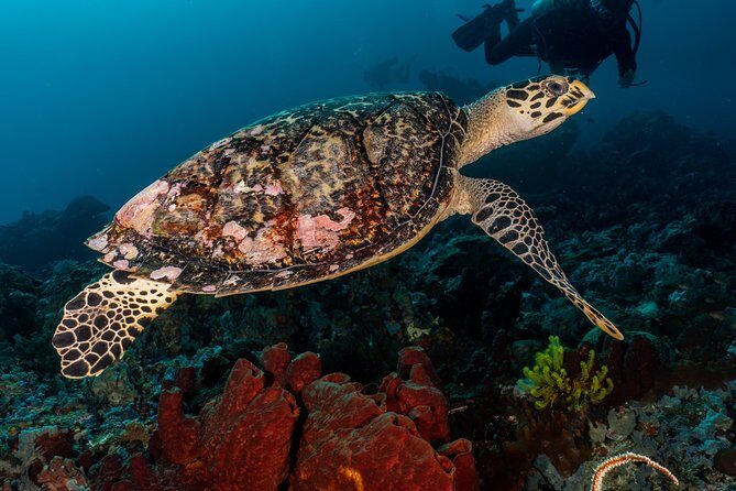 5 Fun Dives in Pemuteran (for certified divers) - Exploration in Menjangan Park - Why Divers Keep Coming Back