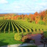 5-Hour Traverse City Wine Tour: 4 Wineries on Old Mission Peninsula - What Sets This Tour Apart?