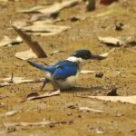 5 Hours Sharing Basis Kilim Mangrove Safari Boat Tour in Langkawi - Who Will Love This Tour?