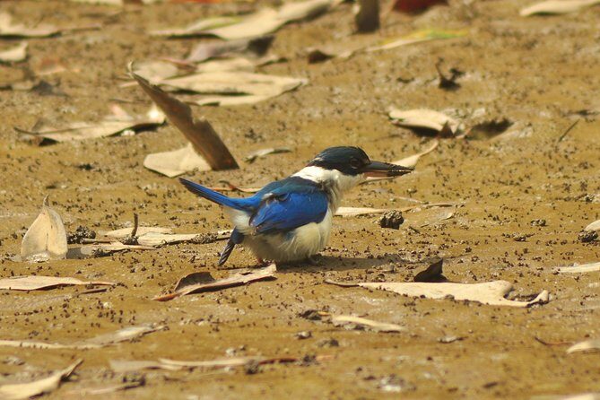 5 Hours Sharing Basis Kilim Mangrove Safari Boat Tour in Langkawi - Who Will Love This Tour?
