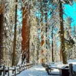 5-Star Rated Sequoia Winter Tour - A Closer Look at the Sequoia Winter Tour Experience