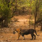6-Day Golden Triangle Tour: Taj Mahal, Jaipur & Ranthambore - Final Thoughts