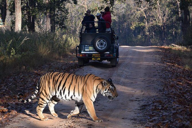 6 Days Golden Triangle Tour with Ranthambore: Delhi Agra Jaipur Ranthambore Tour - What We Think Makes This Tour Stand Out