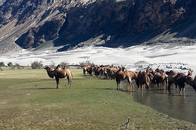 6 days Private Guided Tour of Ladakh from Delhi by flight & car - Who Will Love This Tour?