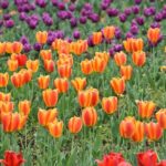 6 Days Private Tour in Kashmir - Why This Tour Offers Great Value