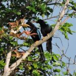 6-Hour Birdwatching Ruta de los Cenotes Playa del Carmen - Who Would Love This Tour?