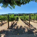 6-Hour Sparkling Wine Tour of Napa Valley - Authentic Reviews and Real Experiences