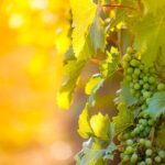 6 Hour Wine, Cheese, Chocolate Tasting Tour with Lunch - Who Should Book This Tour?