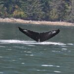6 hour Zodiac Whale Watching Tour - Wildlife and Scenery: What You Might Encounter
