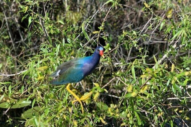 60 Minutes Small Group Everglades Airboat Ride in Miami - Who Will Love This Tour?