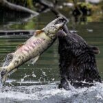 6hr Custom Private Tour of Ketchikan (4 People) Wildlife + More - FAQs