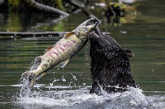 6hr Custom Private Tour of Ketchikan (4 People) Wildlife + More - FAQs