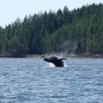 7-8 Hour Zodiac Whale Watching Tour - Key Points