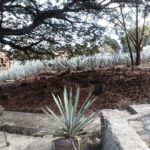 7 day circuit west: México, San Miguel, Guadalajara, Morelia - Who Should Consider This Tour?