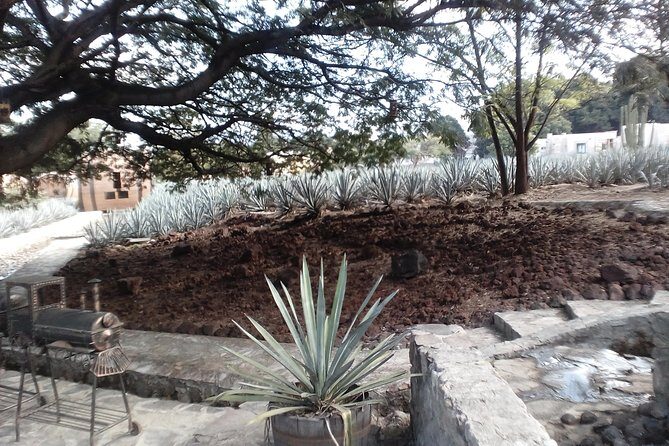 7 day circuit west: México, San Miguel, Guadalajara, Morelia - Who Should Consider This Tour?