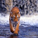 7 Day Golden Triangle with Ranthambore Tiger Tour. - FAQ