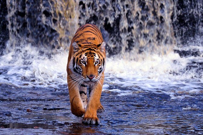7 Day Golden Triangle with Ranthambore Tiger Tour. - FAQ