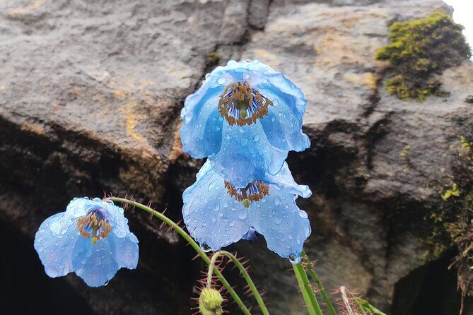 7 Day Tour to Valley of Flowers and Auli Hiking Adventure - Who Will Love This Tour?